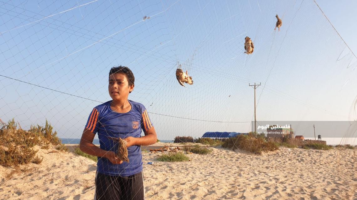 اصطياد السمان في دير البلح: مصدر رزق موسمي