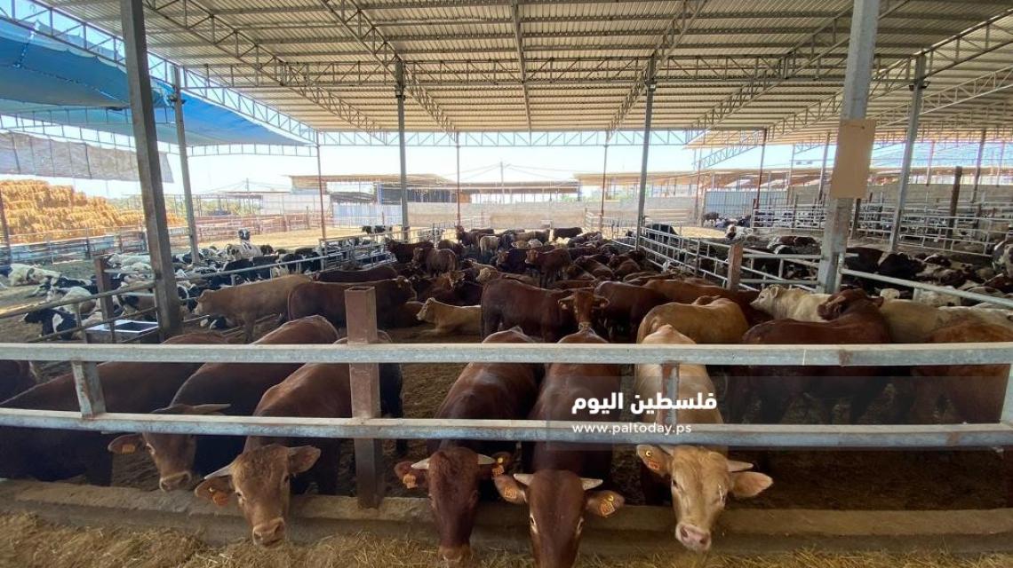 مزارع العجول بغزة تستعد لاستقبال عيد الاضحى 2020