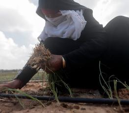 صورة توضيحية