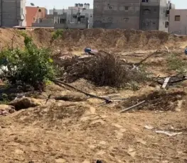 زيتون غزة تحت الركام