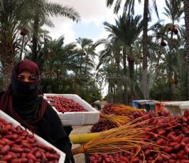 جنى البلح