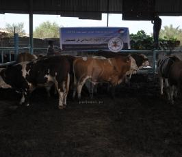 حركة الجهاد تنظم جولة لمزارع الأضاحي ضمن مشروع الاضاحى لعام 2014
