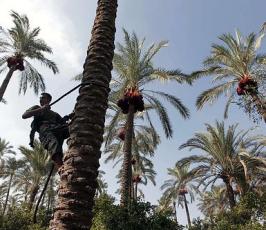 موسم جني البلح فقطاع غزة