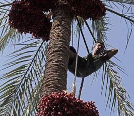 موسم جني البلح فقطاع غزة