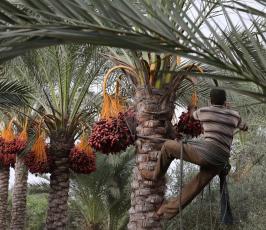 جنى ثمار البلح  ‫(29680014)‬ ‫‬