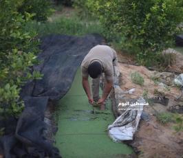 الأزولا تنجح في غزة ..بديل طبيعي للأعلاف التجارية ‫(39059975)‬ ‫‬.jpeg
