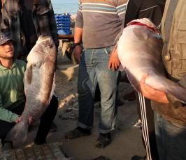 صيادو قطاع غزة يعودون بصيد وفير  ‫(30597516)‬ ‫‬