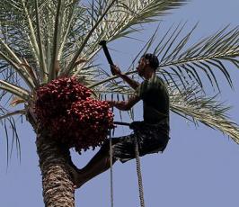 موسم جني البلح فقطاع غزة