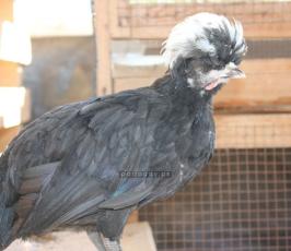 طيور الزينة