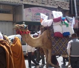 بالصور .. فلسطين اليوم تتجول لتلتقط احتفالات القدس عاصمة الثقافة العربية 