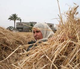 بالصور : حكاية الأرض وحصاد القمح في غزة