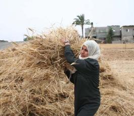 بالصور : حكاية الأرض وحصاد القمح في غزة