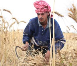 بالصور : حكاية الأرض وحصاد القمح في غزة