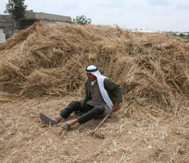 بالصور : حكاية الأرض وحصاد القمح في غزة