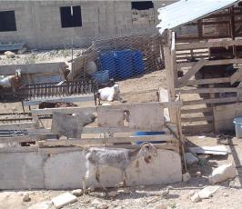 عدسة « فلسطين اليوم تتجول في بلدة  »عرب الجهالين" شمال مدينة بيت لحم 