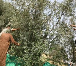موسم قطف الزيتون في قطاع غزة 