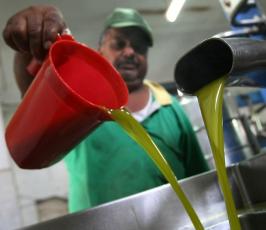 موسم قطف الزيتون في قطاع غزة 