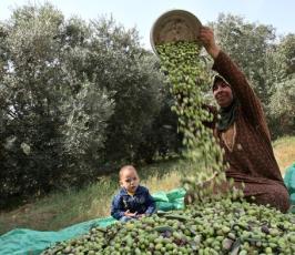 موسم قطف الزيتون في قطاع غزة 