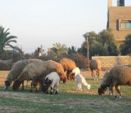 بالصور: الغزيون يضحون رغم الحصار وغلاء الأسعار