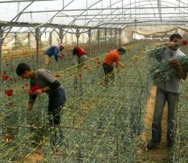 الفلسطينيون يقطفون الورد في غزة لتصديره إلى أوروبا