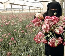 الفلسطينيون يقطفون الورد في غزة لتصديره إلى أوروبا