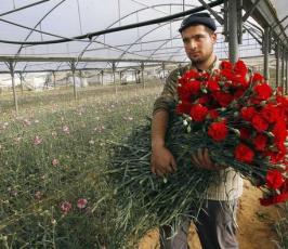 الفلسطينيون يقطفون الورد في غزة لتصديره إلى أوروبا