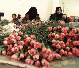 الفلسطينيون يقطفون الورد في غزة لتصديره إلى أوروبا
