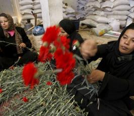 الفلسطينيون يقطفون الورد في غزة لتصديره إلى أوروبا