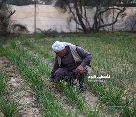 بنك البذور ‫(174278536)‬ ‫‬.jpg