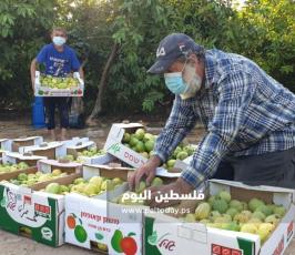 جوافة1.jpg
