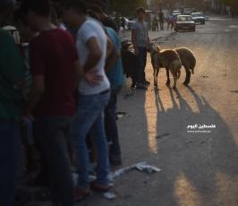سوق المواشي 3.jpg