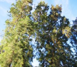 بالصور:: أهالى غزة يتدبرون أمور حياتهم بتقطيعهم للأشجار واستخدامها للطهى 