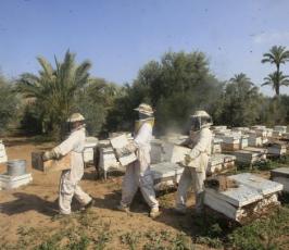 بالصور: عمال فلسطينيون يعملون على إستخلاص عسل النحل من مزارعهم