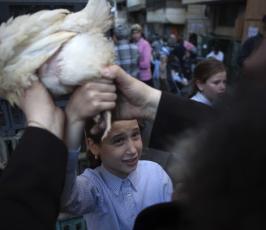 بالصور: يهود متشددون يذبحون الدجاج في عيد الغفران لتطهبر أنفسهم