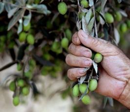بالصور : موسم جني شجرة الزيتون في فلسطين