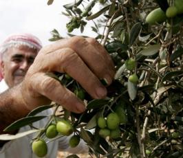 بالصور : موسم جني شجرة الزيتون في فلسطين