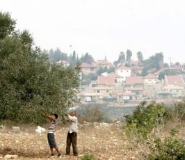 بالصور : موسم جني شجرة الزيتون في فلسطين