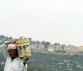 بالصور : موسم جني شجرة الزيتون في فلسطين