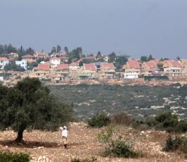 بالصور : موسم جني شجرة الزيتون في فلسطين