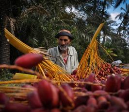 قطف البلح