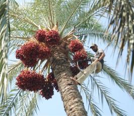 بالصور: شجرة مباركة في غزة تُرمى بالحجر فتُسقط ذهباً