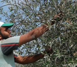 بالصور: شجرة ذكر إسمها بالقرأن بات قطف ثمارها بقطاع غزة
