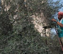 بالصور: شجرة ذكر إسمها بالقرأن بات قطف ثمارها بقطاع غزة