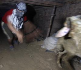 بالصور : خروف العيد يأتي من الانفاق بسبب الحصار المفروض على غزة