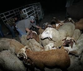 بالصور : خروف العيد يأتي من الانفاق بسبب الحصار المفروض على غزة
