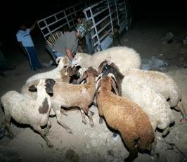 بالصور.. الأضاحي تمر عبر أنفاق رفح