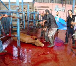 بالصور.. حركة الجهاد تنفذ مشروع الأضاحي في غزة