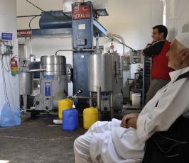 عدسة "فلسطين اليوم" تواكب قطف الزيتون .. من الشجرة إلى زيت الزيتون