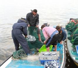 بالصور: صيادو غزة ينعمون بالخير الوفير من أسماك البحر هذه الأيام