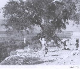 شاهد بالصور «  نكبة 48  »